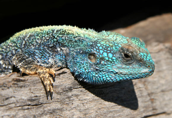 wildlife in maputo centre.JPG